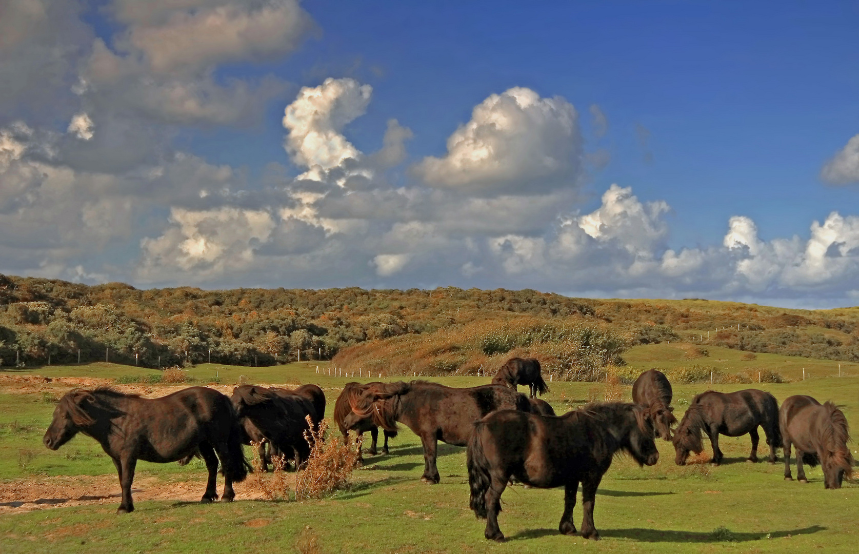 Dünenponys