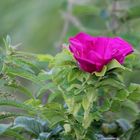 Dünenrose 'Rosa pimpinellifolia'