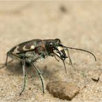 Dünensandlauf-  käfer