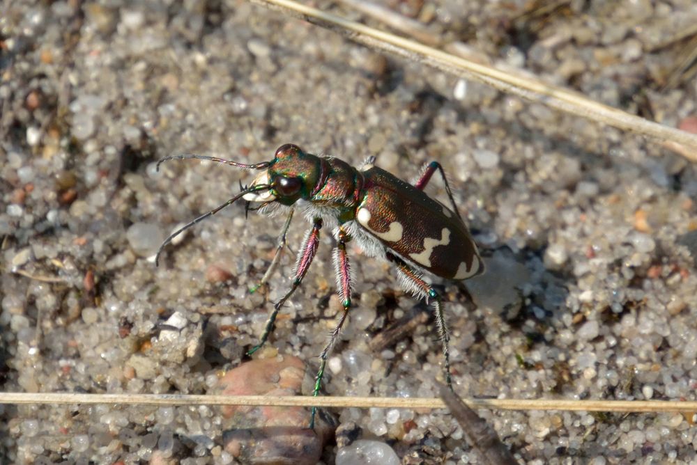 Dünensandlaufkäfer 