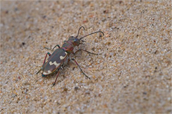Dünensandlaufkäfer