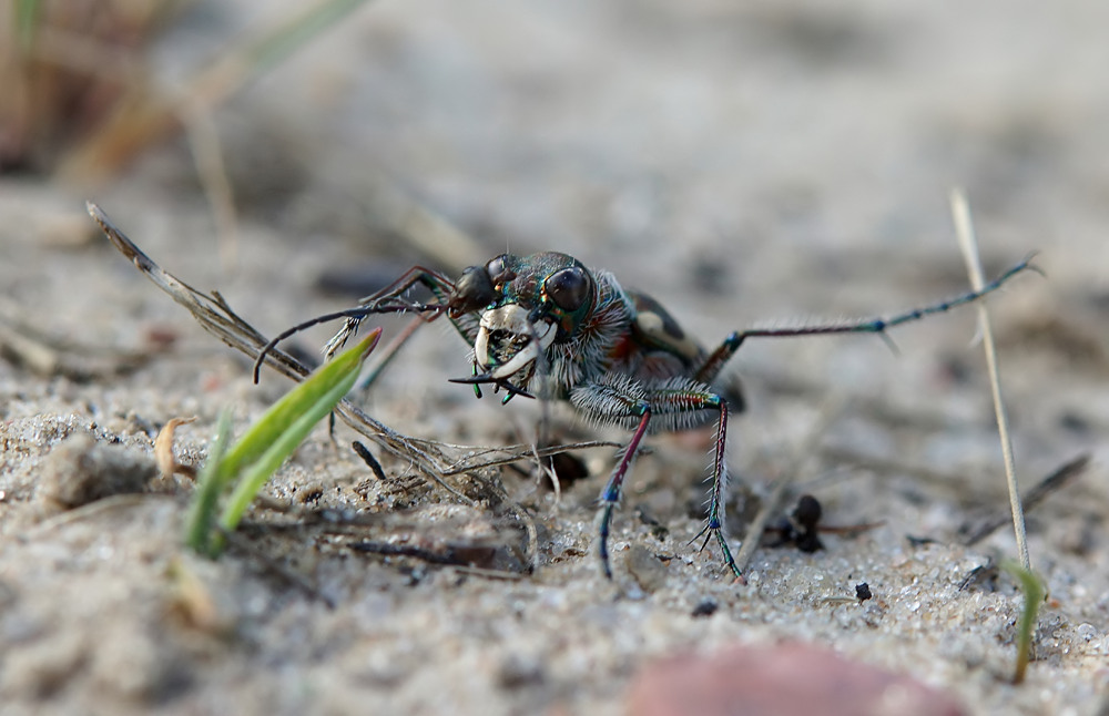 Dünensandlaufkäfer mit Beute