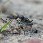 Dünensandlaufkäfer mit Beute