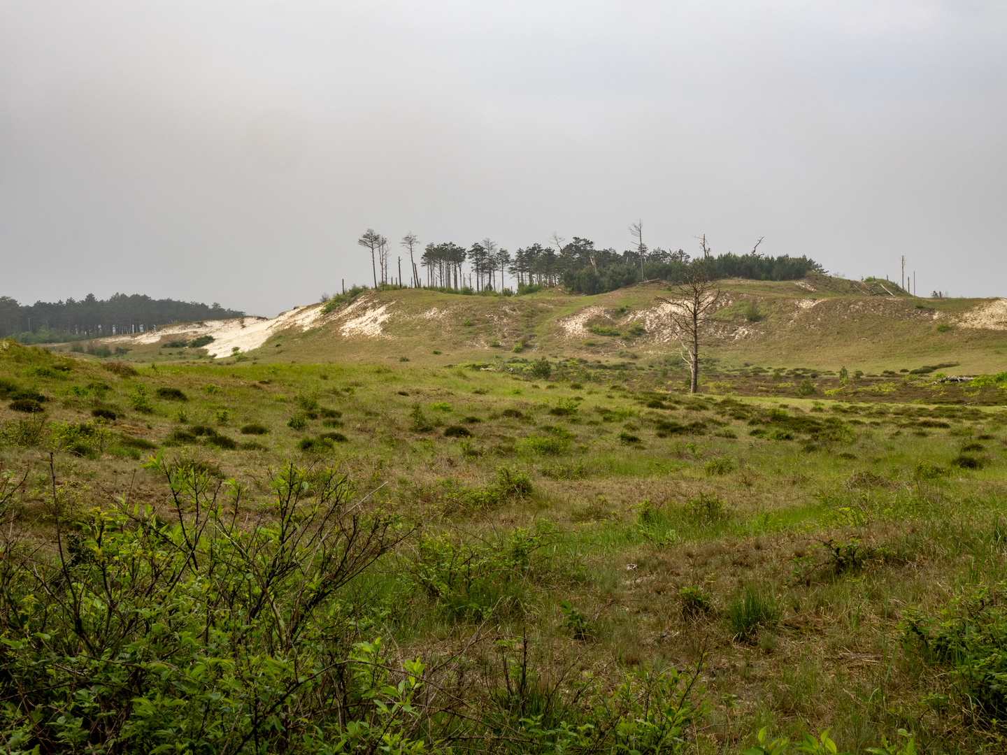 Dünenvegetation