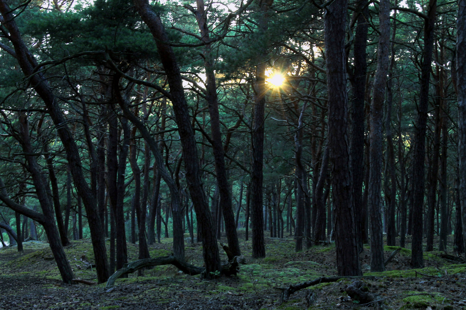 Dünenwald Teil 1