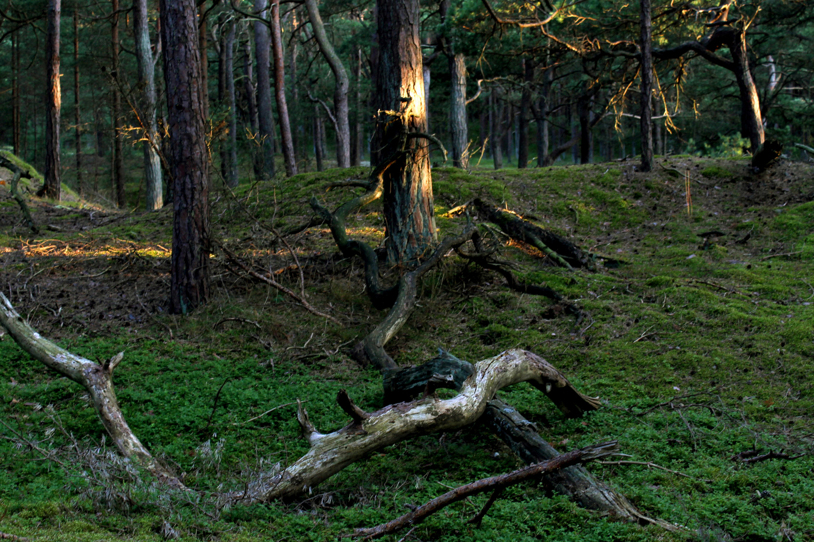 Dünenwald Teil 2