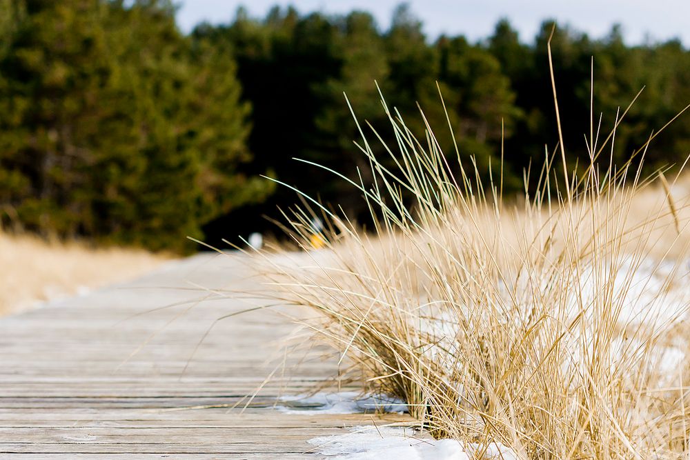 Dünenweg & Strandhafer