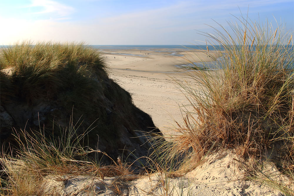 Dünenwelt auf Amrum