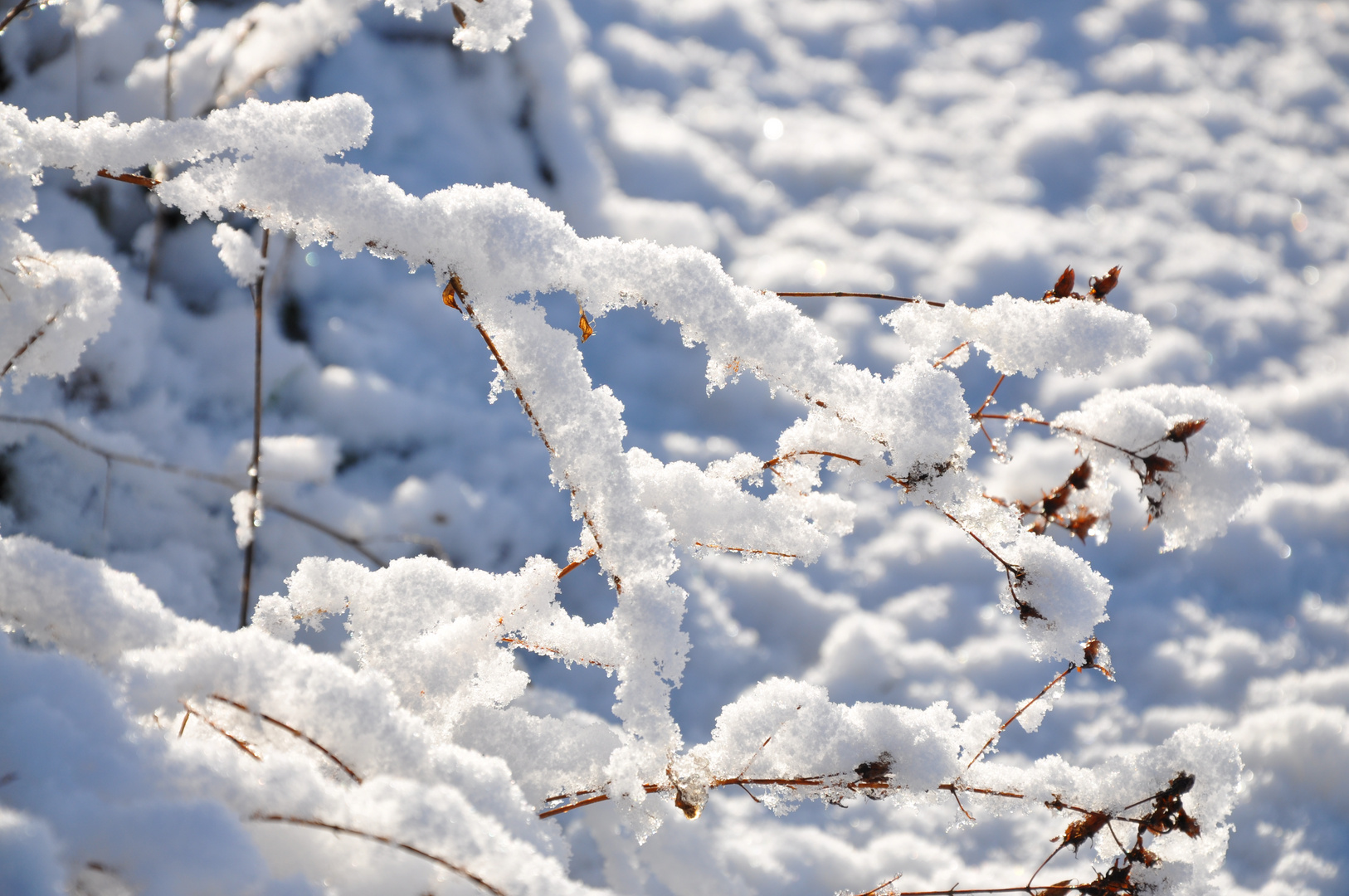 Dünner Ast mit Schnee