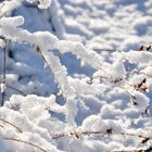 Dünner Ast mit Schnee