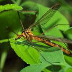 Dünner Flieger