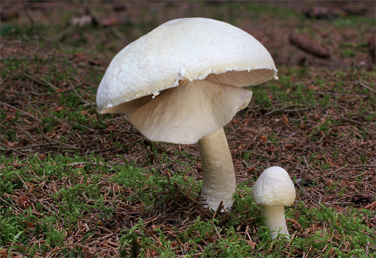 Dünnfleischiger Anischampinon (Argarius Silviola)