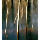Dünnwald Frozen Swamp 9 | Abstract