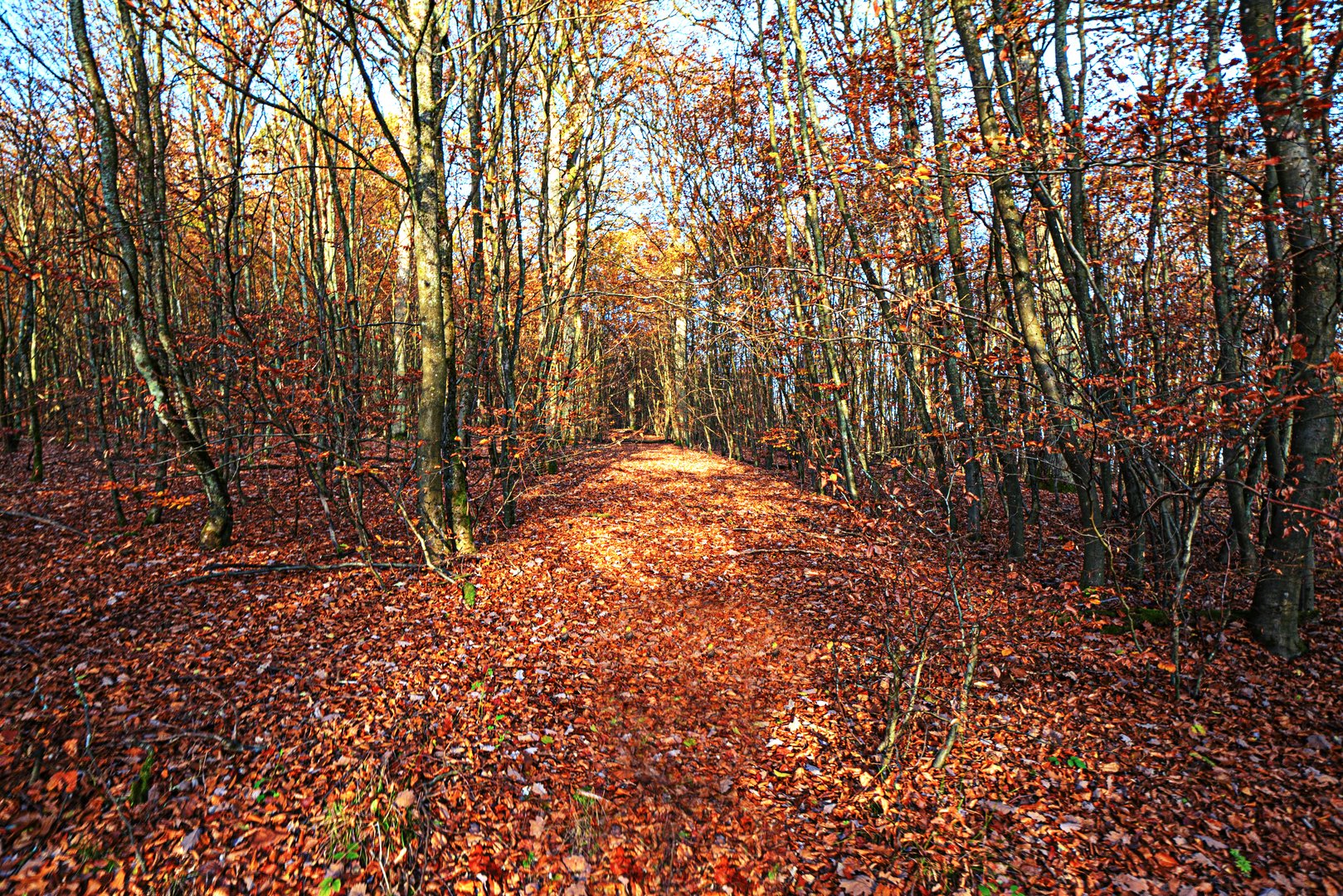 Dünsberg Waldspaziergang