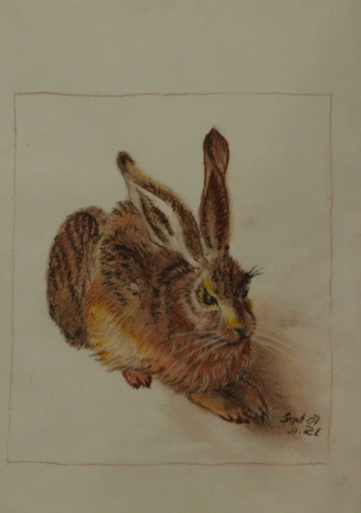 Dürer-Hase