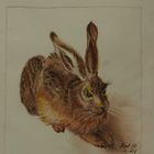 Dürer-Hase