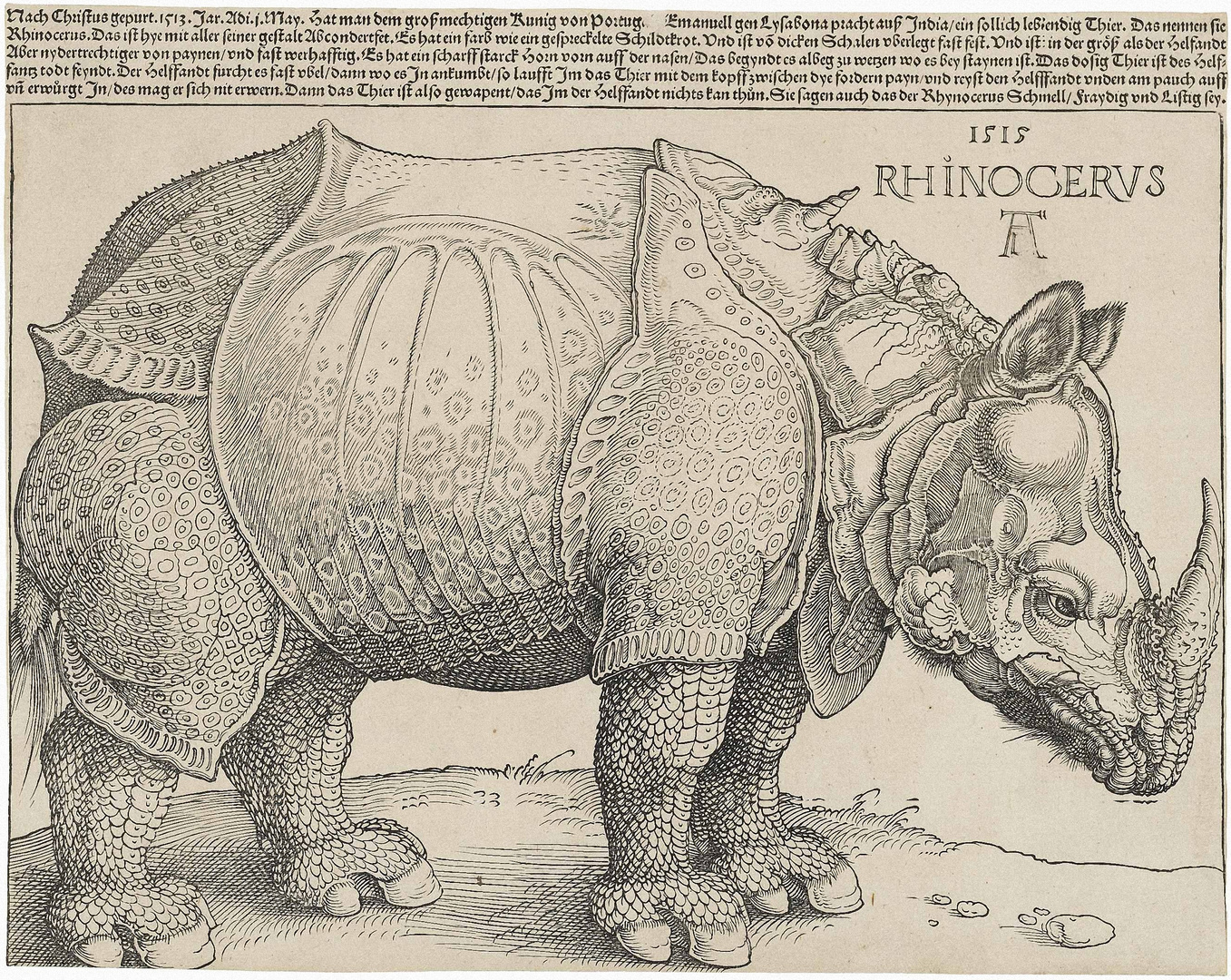 Dürer's Rhinocerus