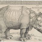 Dürer's Rhinocerus