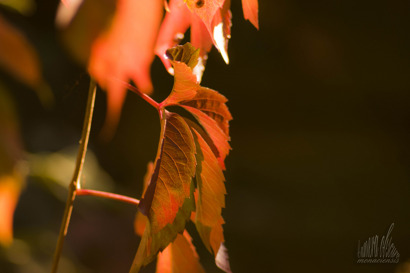 Dürfte sich um Rotwein handeln