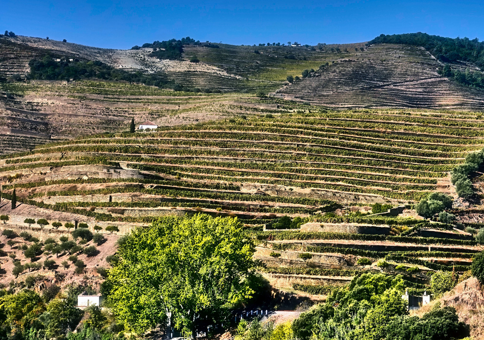 Duero Weinanbaugebiet-15