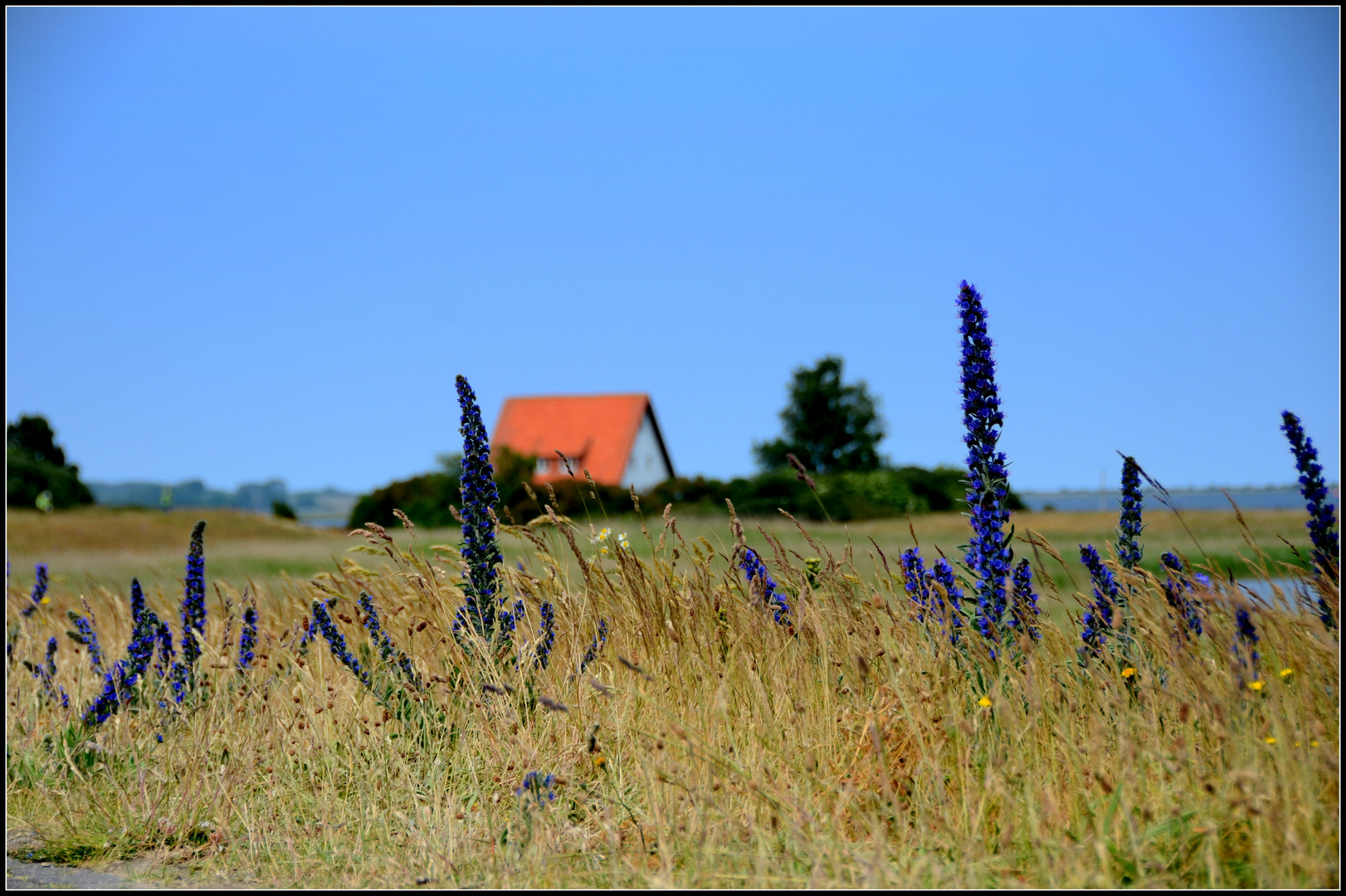 Dürre auf Hiddensee