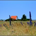 Dürre auf Hiddensee