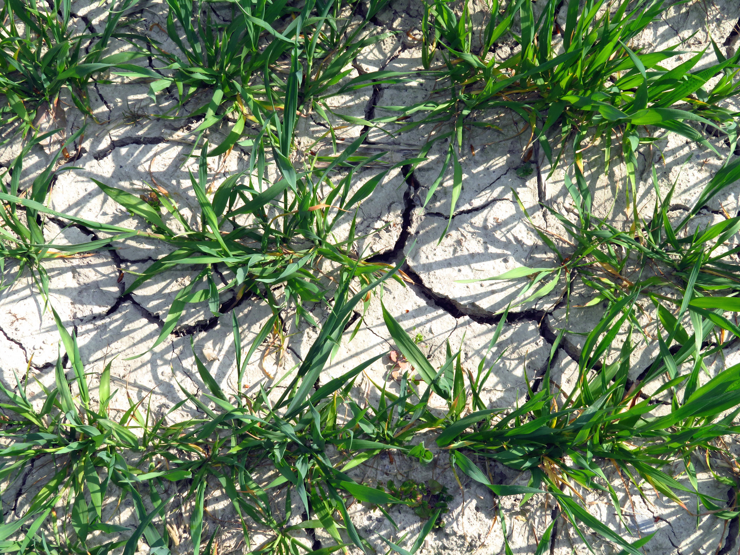 Dürre, ausgetrockneter Ackerboden mit jungem Weizen