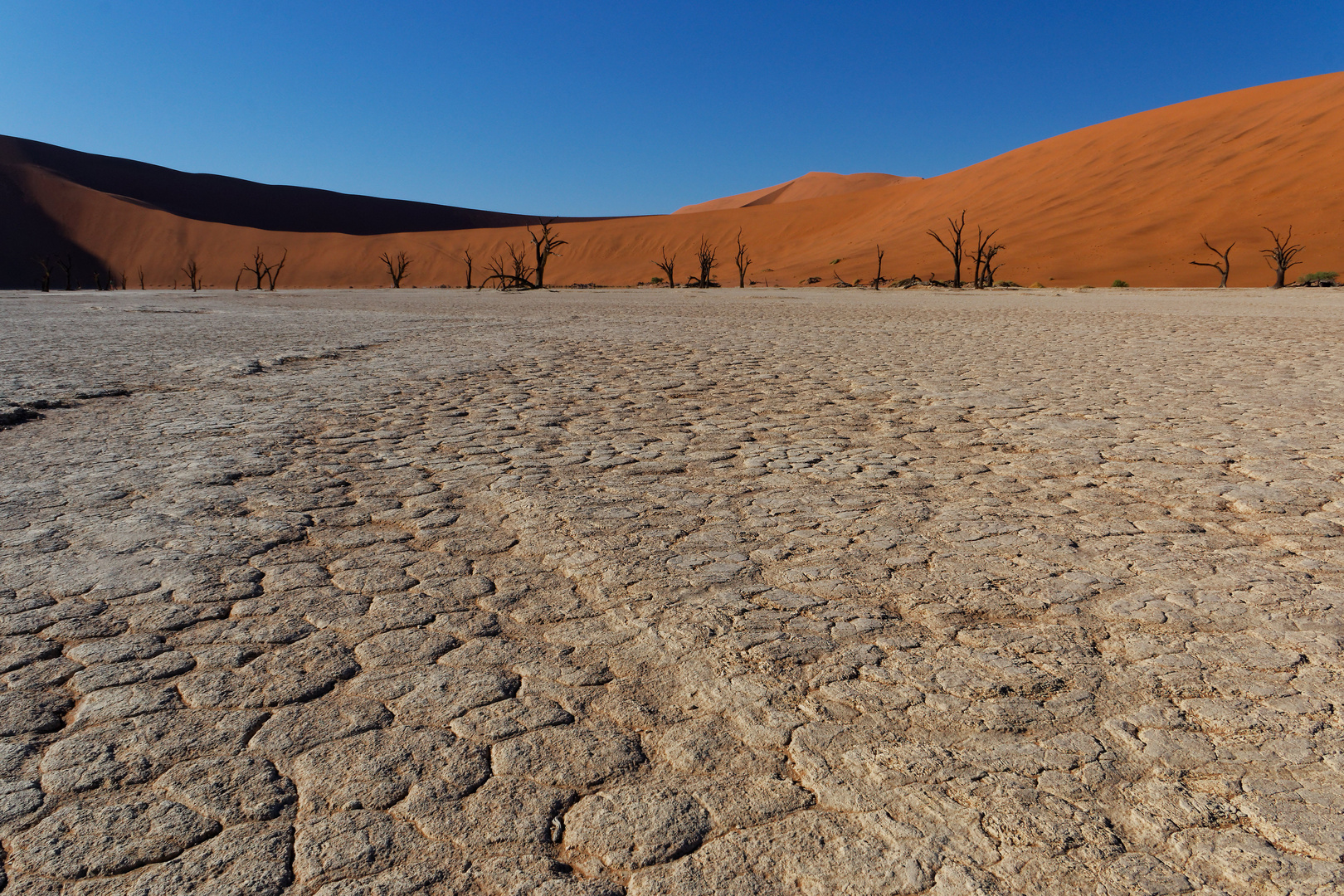 Dürre im Dead Vlei, Namibia