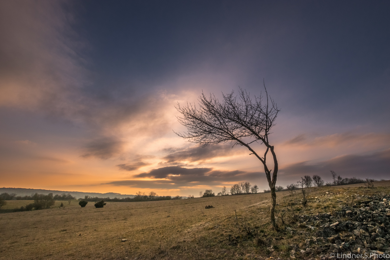 Dürrer Baum im Sonnenuntergang