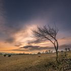 Dürrer Baum im Sonnenuntergang