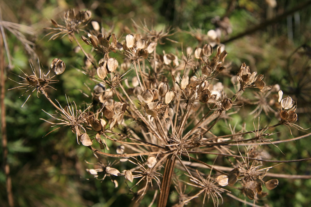 Dürres Gras