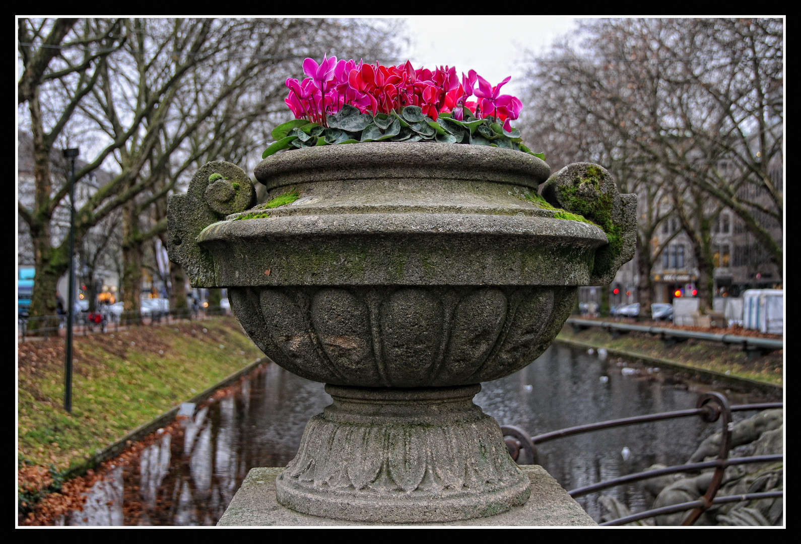 Düsseldorf - Alpenveilchen am Kö-Graben