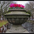 Düsseldorf - Alpenveilchen am Kö-Graben