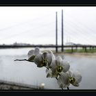 Düsseldorf am Rhein