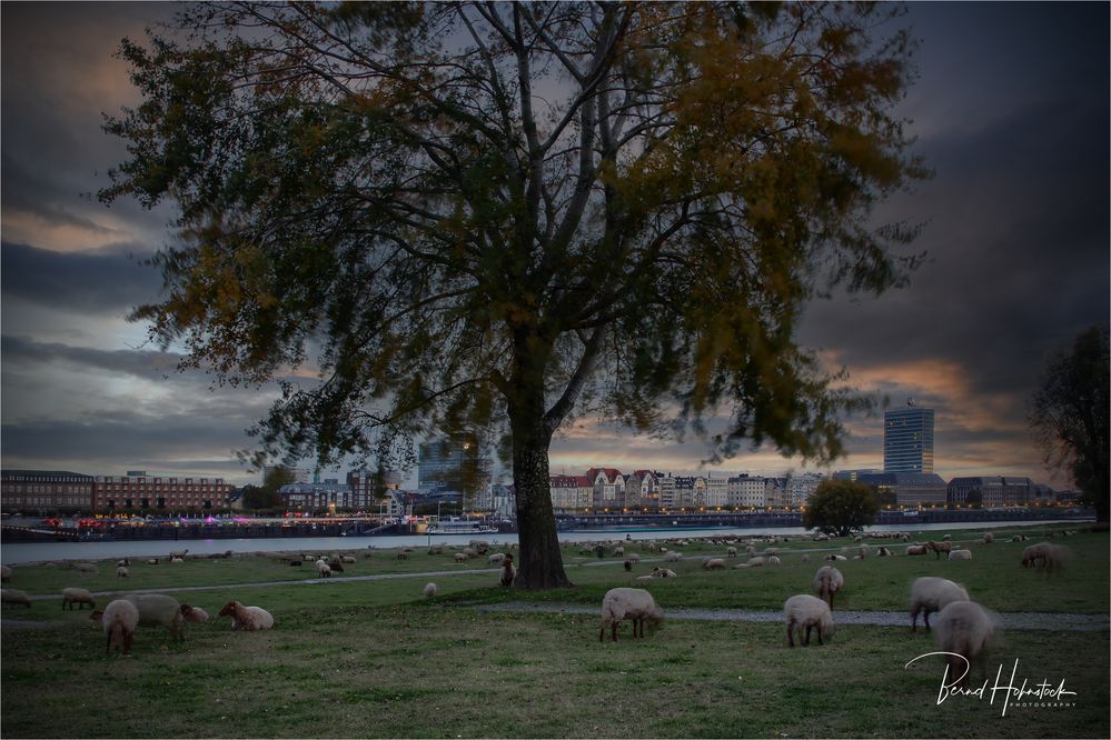  Düsseldorf am Rhein .....