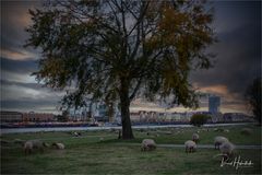  Düsseldorf am Rhein .....