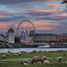  Düsseldorf am Rhein .....