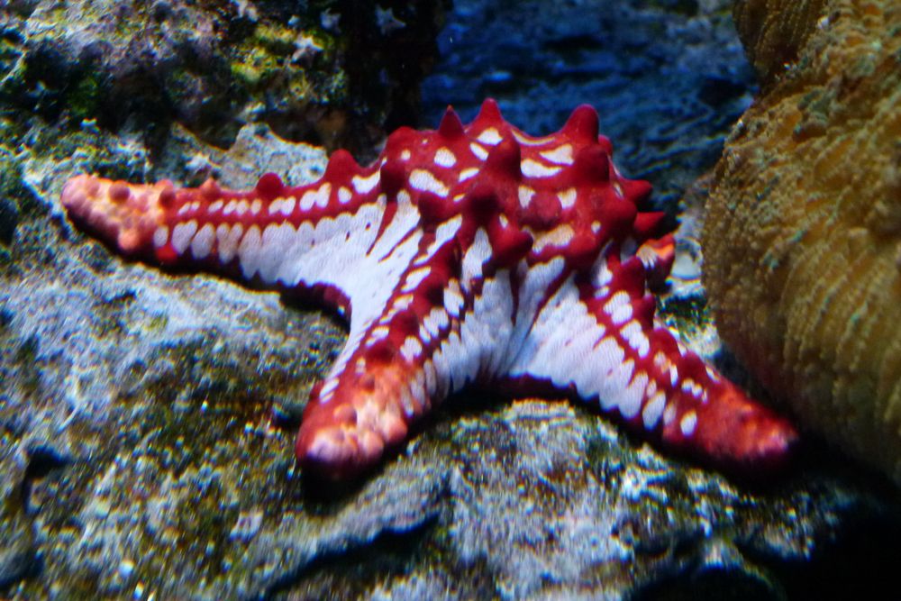 Düsseldorf - Aqua Zoo - Seestern