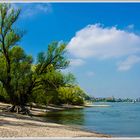 Düsseldorf-Grimmlinghausen - Frühling am Rhein