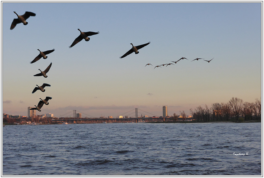 Düsseldorf - Kanadagänse auf dem Weg ins Winterquartier am 4.12.2015