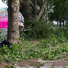 .Düsseldorf nach dem Sturm