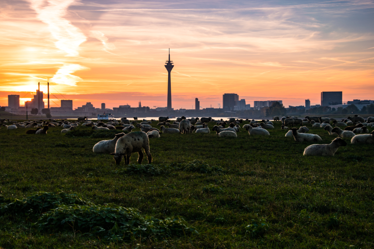 Düsseldorf Sonnenaufgang mit Schafen