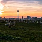 Düsseldorf Sonnenaufgang mit Schafen