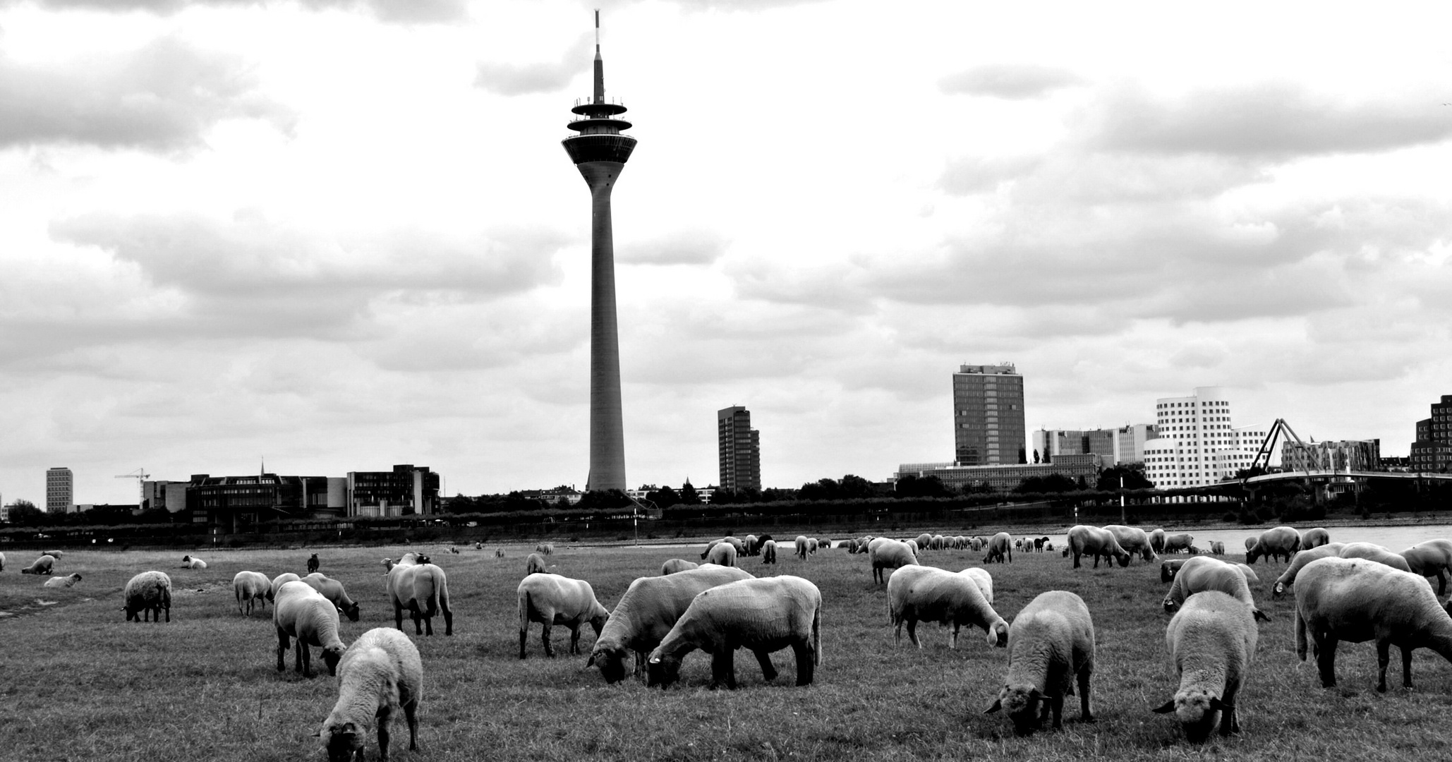 Düsseldorf und Schaafe