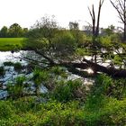 Düsseldorf - Urdenbacher Kämpe - bezaubernde Wildnis