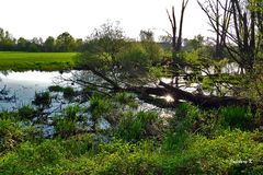 Düsseldorf - Urdenbacher Kämpe - bezaubernde Wildnis