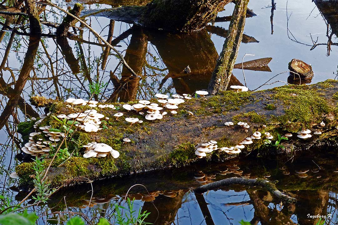 Düsseldorf - Urdenbacher Kämpe - Pilze auf dem Baumstamm