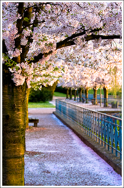 Düsseldorf Volksgarten im April 09