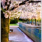 Düsseldorf Volksgarten im April 09