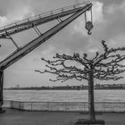 Düsseldorfer Medienhafen - Kran und Baum